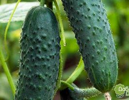 Огірок Артист F1купити