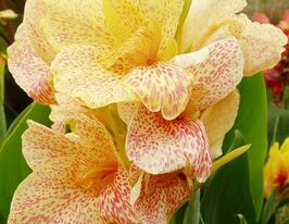 Канна Конфеті Confettiкупити