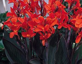 Канна Делібаб Delibabкупити