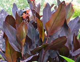 Канна Демен Demenкупити