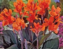 Канна Інгеборг Ingeborgкупити