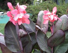 Канна Пінк Футуріті Pink Futurityкупити