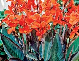 Канна Верді Verdiкупити