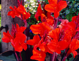 Канна Тріумф Triompheкупити