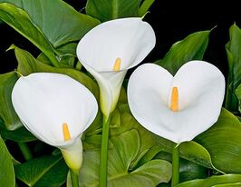 Калла Албомакулата (Albomaculata)купити