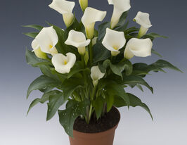 Калла Калгарі Calgaryкупити