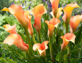 Калла Хамелеон (Cameleon)купити