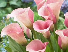 Калла Капитан Розетт Captain Rosette купить