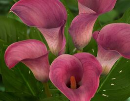 Калла Капитан Романс Captain Romance купить