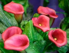 Калла Капитан Мурано Captain Murano купить