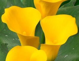 Калла Капитан Морелли Captain Morelli купить