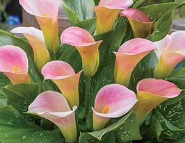 Калла Капитан Марреро Captain Marrero купить