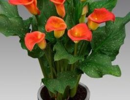 Калла Капитан Фуэго Captain Fuego купить