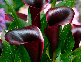 Калла Одеса Odessaкупити