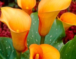 Калла Манго Mango купить