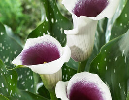 Кала Вермеєр Vermeerкупити