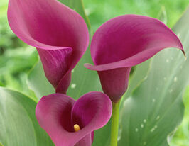 Калла Сайгон Saigon купить