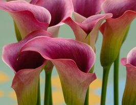 Калла Капитан Промис (Captain Promise) купить