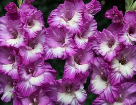 Гладиолус Анук Anouk купить