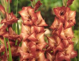 Гладиолус Антика Antica купить