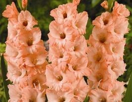 Гладиолус Донателла Donatella купить