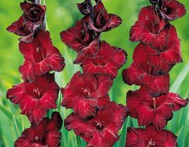 Гладиолус Мехико Mexico купить