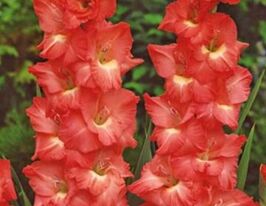 Гладиолус Алгарве Algarve купить