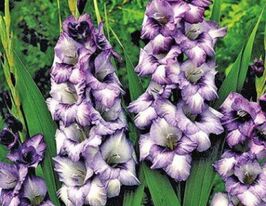 Гладиолус Хидден Плеже Hidden Pleasure купить