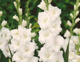 Гладиолус Палома Бланка Paloma Blanca купить