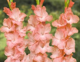 Гладиолус Принцесса Ли (Princess Lee) 9 шт купить