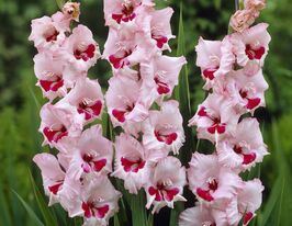 Гладиолус Вайн энд Роузес Wine and Roses купить