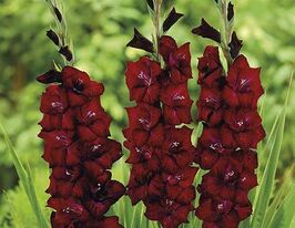 Гладиолус Зварт Zwart купить