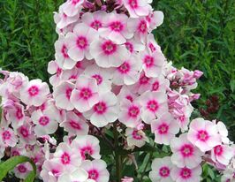 Флокс Саммер Букет Summer Bouquetкупити