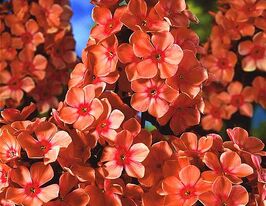 Флокс Оранж Перфекшн (Orange Perfection) купить
