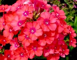 Флокс Юлиглут Juliglut купить
