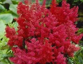 Астильба Анита Пфейфер Anita Pfeifer купить