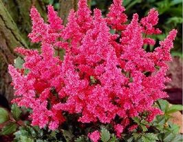 Астильба Бонн Bonn купить