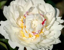 Пион Боул де Неже Boule de Neige купить