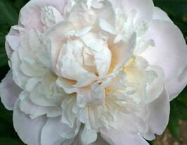 Пион Гардения Gardenia купить