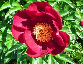 Пион Мисс Мэри Miss Mary купить