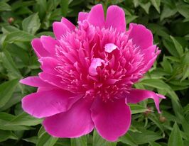 Півонія Пьорпл Спайдер Purple Spiderкупити