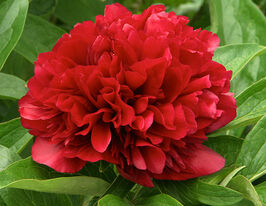 Пион Рубра Плена Rubra Plena купить