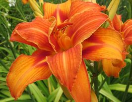 Лілейник Бандолеро Bandoleroкупити