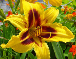 Лілейник Бонанза Bonanzaкупити