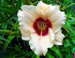 Лілейник Бриліант Сьоркл (Brilliant Circle)купити