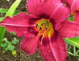 Лілейник Бізантін Імперор Byzantine Emperorкупити