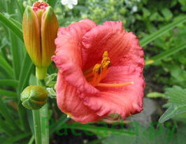 Лілейник Космополітан Cosmopolitanкупити