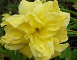 Лілейник Дабл Рівер Вай Double River Wyeкупити