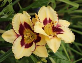 Лілейник Ель Десперадо El Desperadoкупити