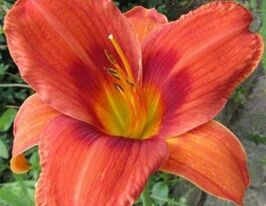 Лілейник Холідей Делайт Holiday Delightкупити